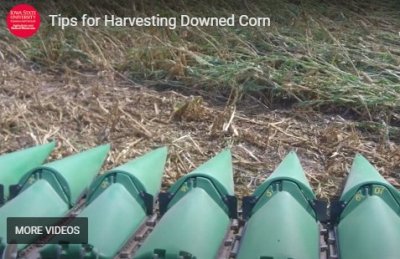 Tips for Harvesting Down Corn